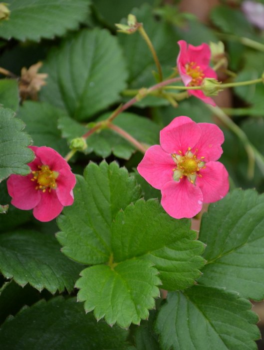 Fragaria vesca 'F1 Toscana Deep Rose' (2)